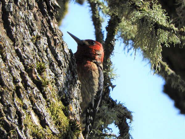 Woodpecker, Tualatin Hills Nature Park