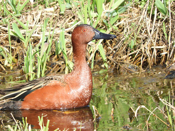 Cinnamon Teal Duck, Ridgefield Wildlife Refuge