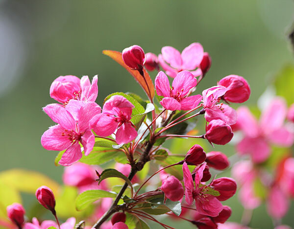 Apple Blossoms, Wildlife Botanical Garden