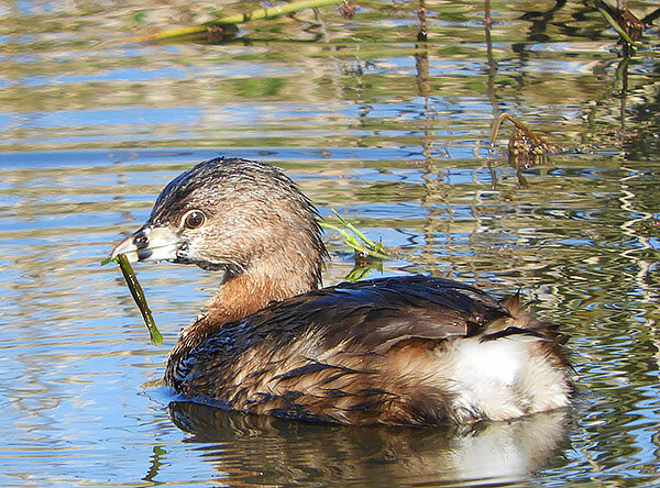 Grebe, Ridgefield Refuge