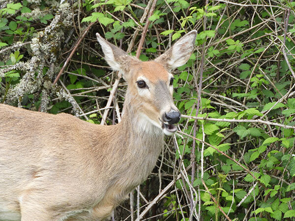 White Tailed Deer, Ridgefield Refuge
