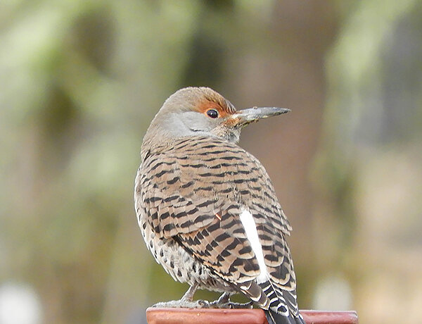 Northern Flicker, Tualatin Hills Nature Park