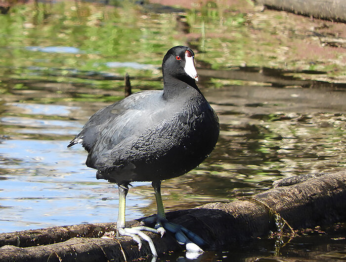 Coot, Ridgefield Wildlife Refuge