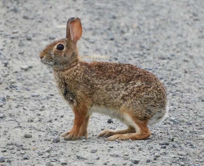 Rabbit, Wildlife Botanical Garden