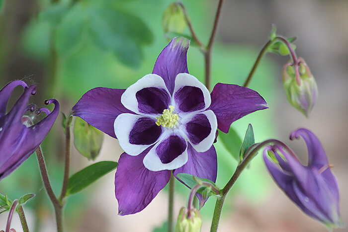 Columbine, Wildlife Botanical Garden