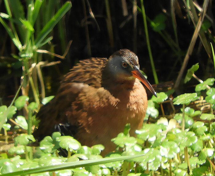 Virginia Rail, Ridgefield Wildlife Refuge