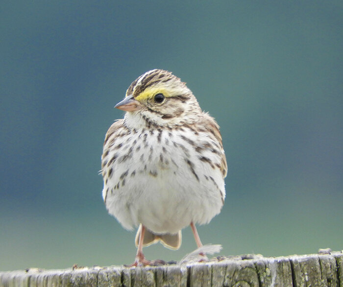Savannah Sparrow, Lewisville Park