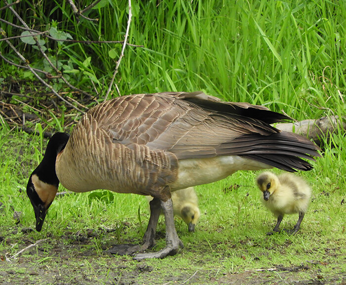 Canada Geese, Ridgefield Wildlife Refuge