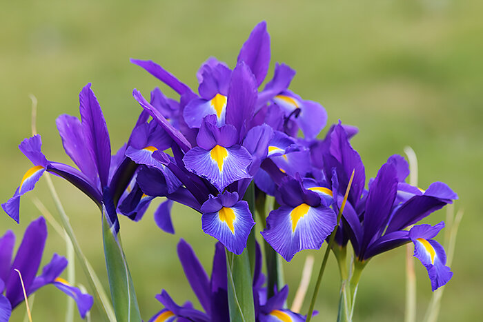Irises, Wildlife Botanical Garden