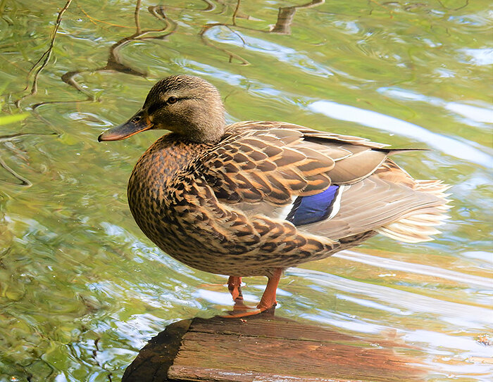Female Mallard, Lacamas Lake