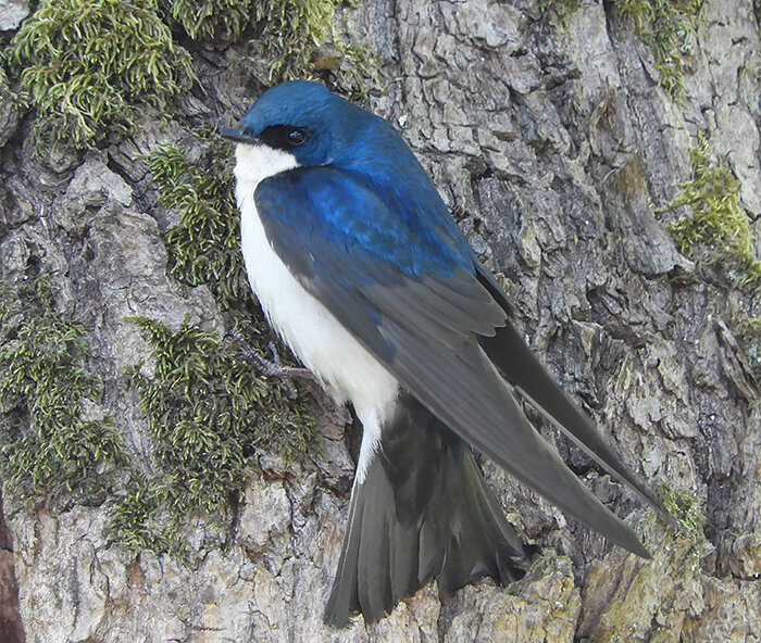 Tree Swallow, Ridgefield National Wildlife Refuge