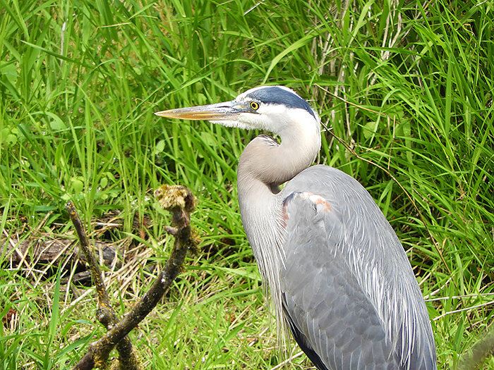 Heron, Ridgefield Wildlife Refuge