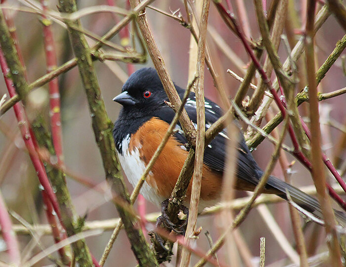 Towhee, Wildlife Botanical Garden