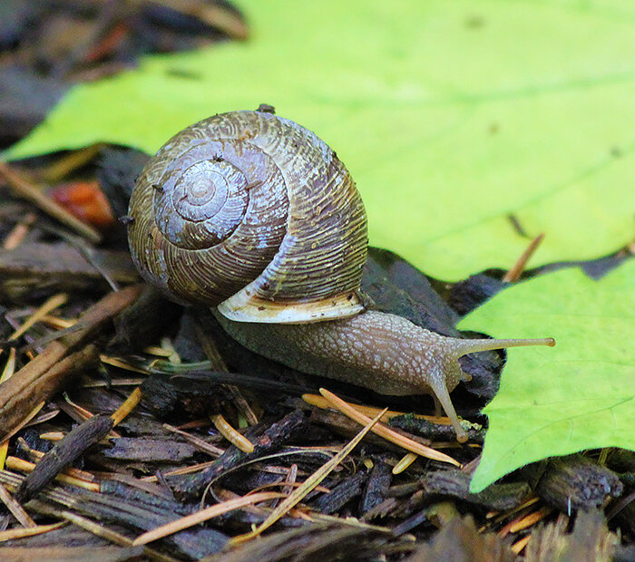 Snail, Lacamas Lake