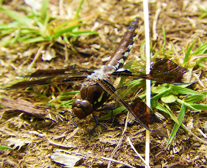 Dragonfly, Wildlife Botanical Garden