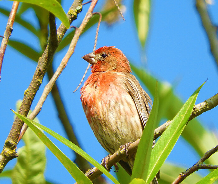 Purple Finch, Tualatin Hills Nature Park