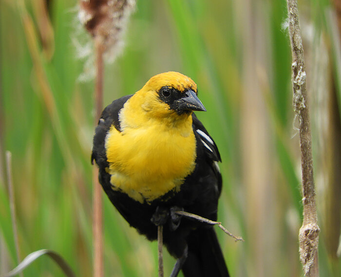 Yellow-Headed Blackbird, Ridgefield Wildlife Refuge