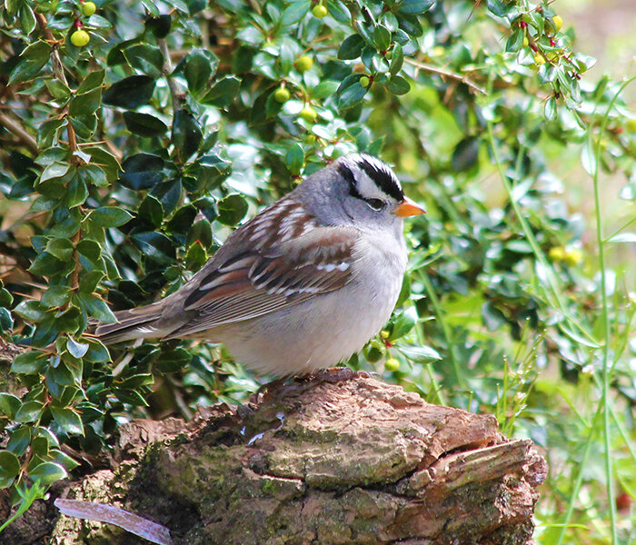 White-Crowned Sparrow, Wildlife Botanical Garden