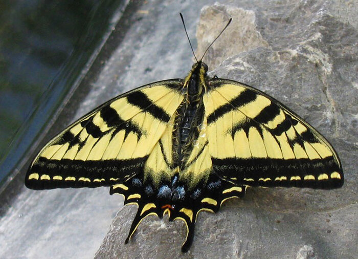 Swallow Tail Butterfly, Tualatin Hills Nature Park
