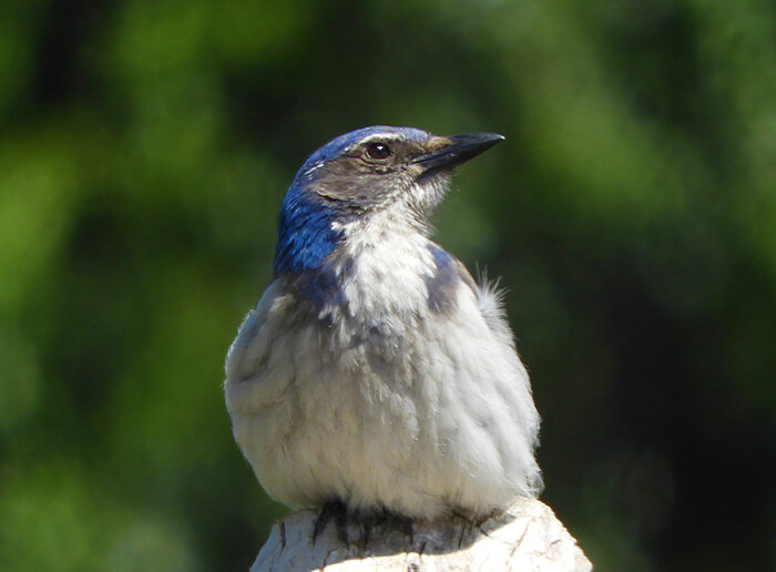 Scrub Jay, Tualatin Hills Nature Park