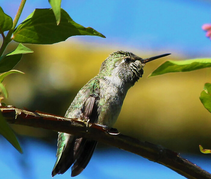 Hummingbird, Back Yard
