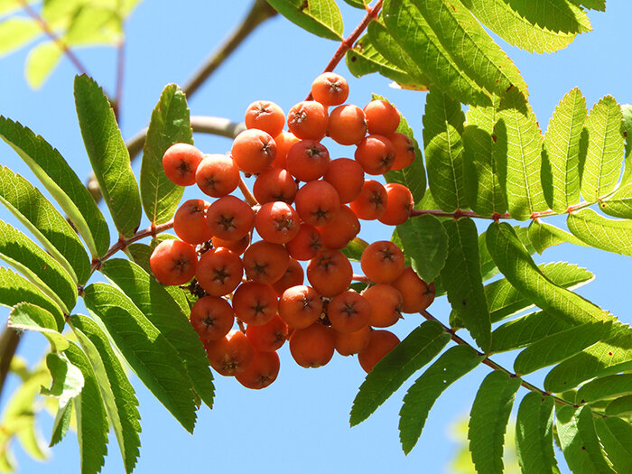 Berries, Wildlife Botanical Garden