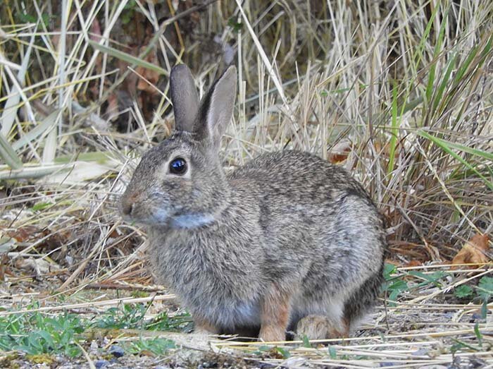 Rabbit, Kiwa Trail