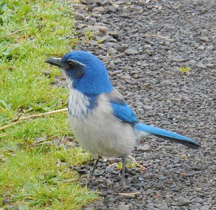 Scrub Jay, Lewisville Park