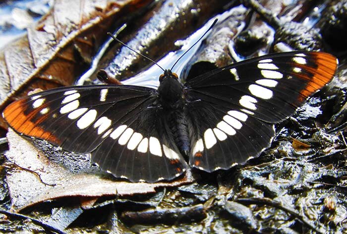 Admiral Butterfly, Latourelle Falls