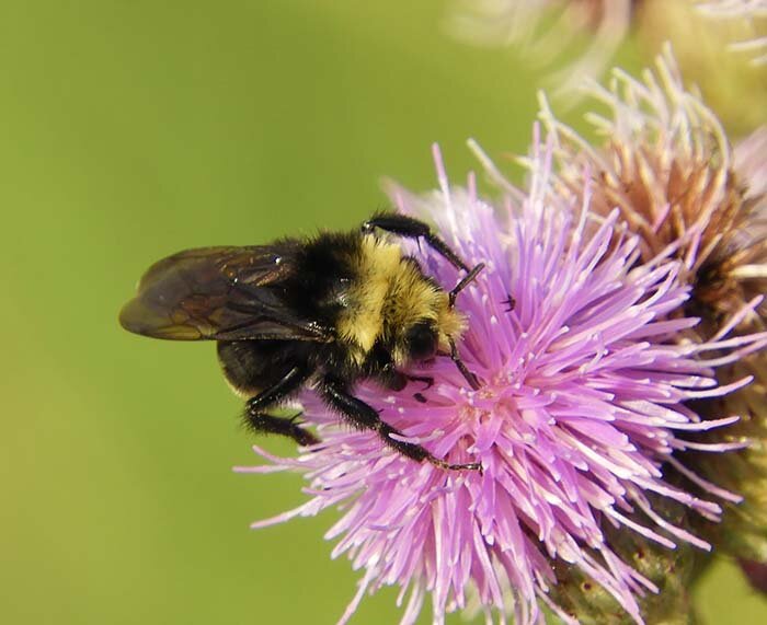 Bumble Bee, Wildlife Botanical Garden