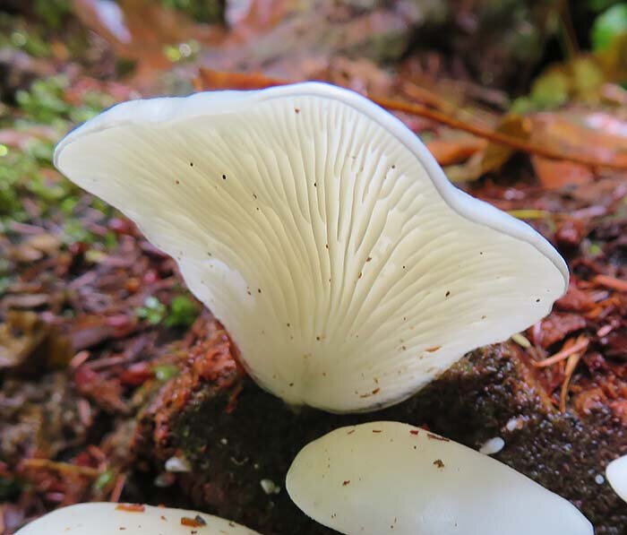Mushroom, Lacamas Lake