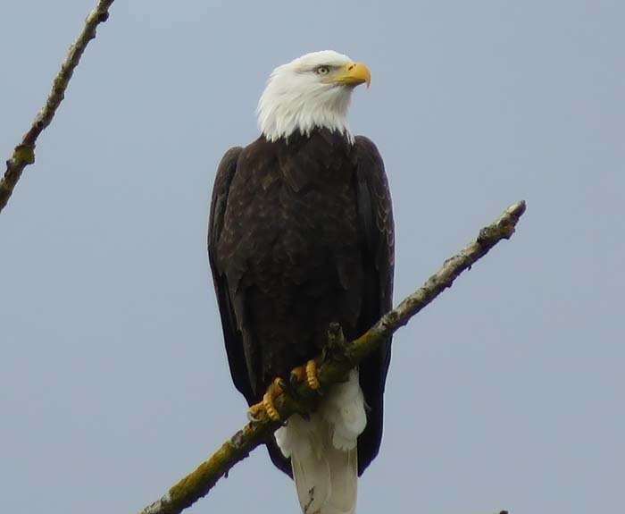 Eagle, Columbia River