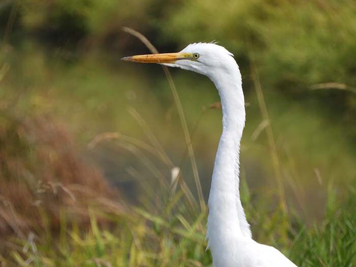 White Egret, Ridgefield Wildlife Refuge