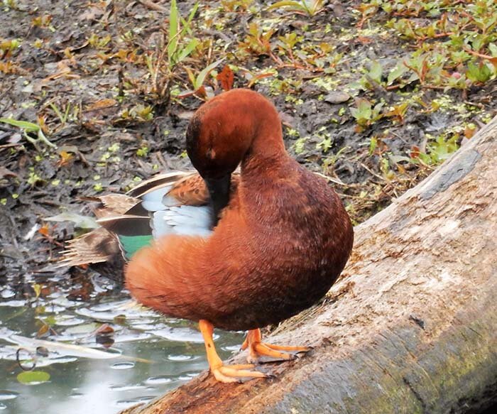 Cinnamon Teal Duck, Tualatin Hills Nature Park