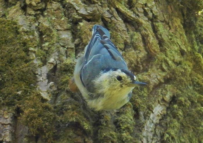 Nuthatch, Back Yard