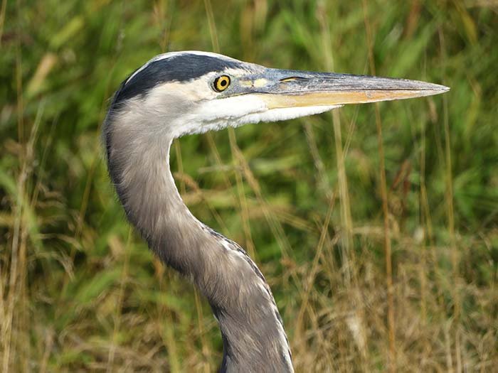 Heron, Ridgefield Wildlife Refuge