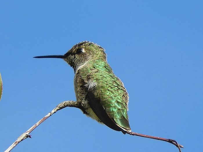 Hummingbird, Wildlife Botanical Garden