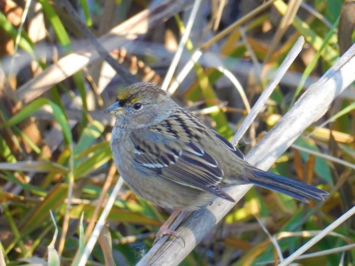 Golden-Crowned Sparrow, White Cloud Recreational Area