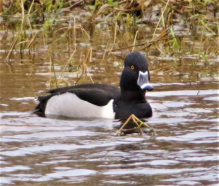Ring-Necked Duck, Ridgefield Wildlife Refuge