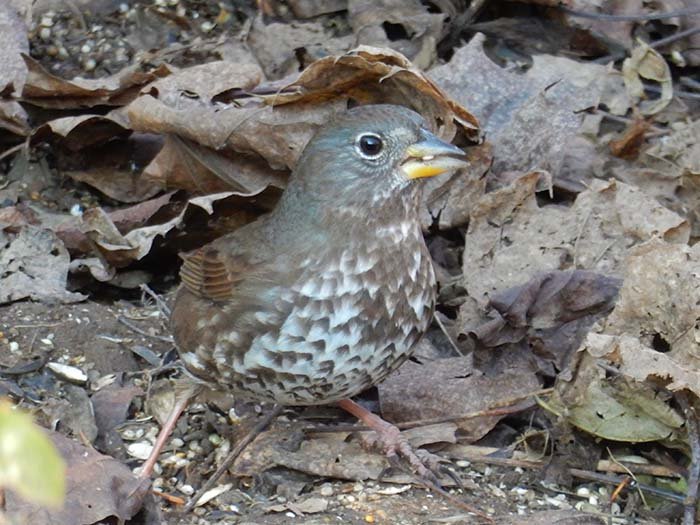 Fox Sparrow, Lacamas Lake