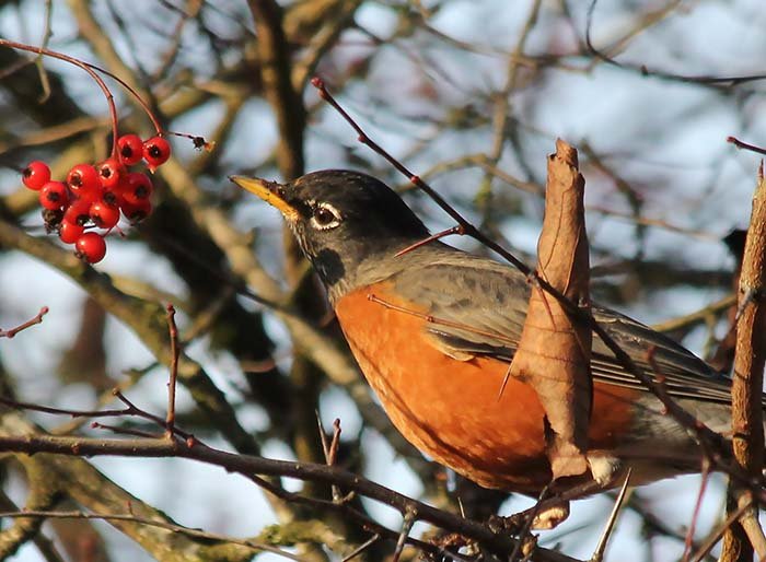 Robin, Wildlife Botanical Garden