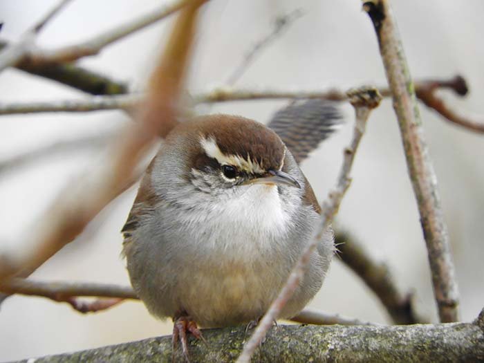 Beewick's Wren, Wildlife Botanical Garden