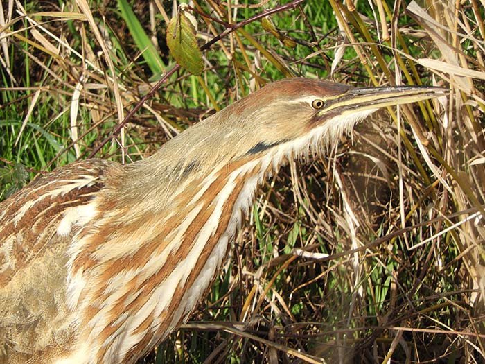 Bittern, Ridgefield Wildlife Refuge