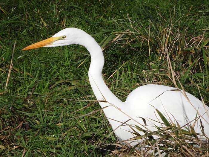 Egret, Roadside Wetlands