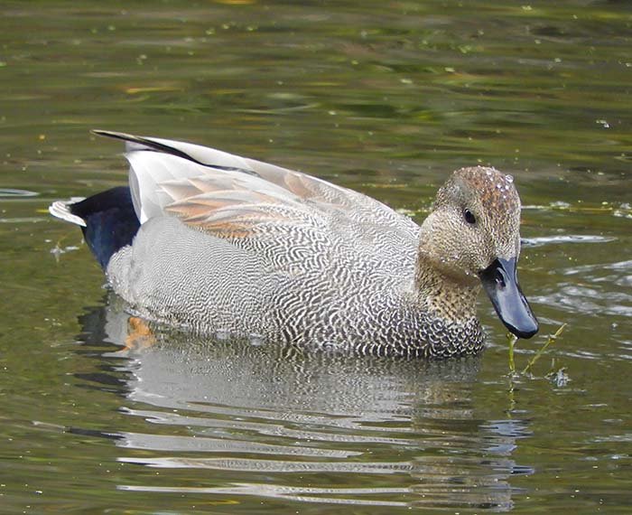 Gadwall Duck, Fallen Leaf Lake Park