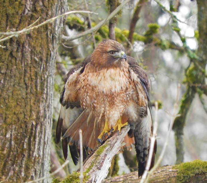 Hawk, White Cloud Recreational Area