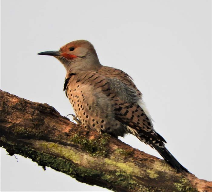 Flicker, White Cloud Recreational Area
