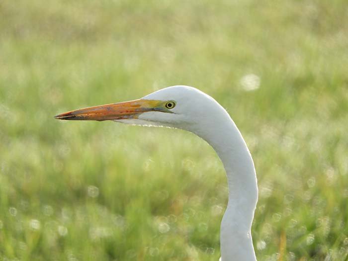 Egret, Ridgefield National Wildlife Refuge