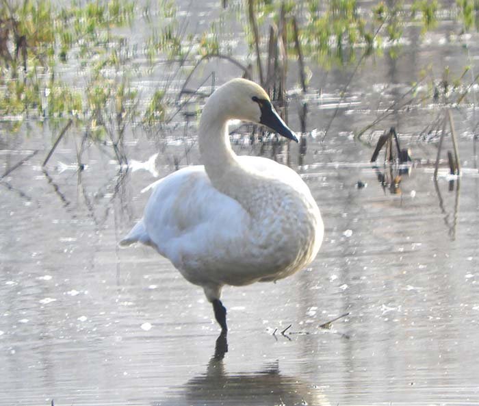 Tundra Swan, Ridgefield National Wildlife Refuge