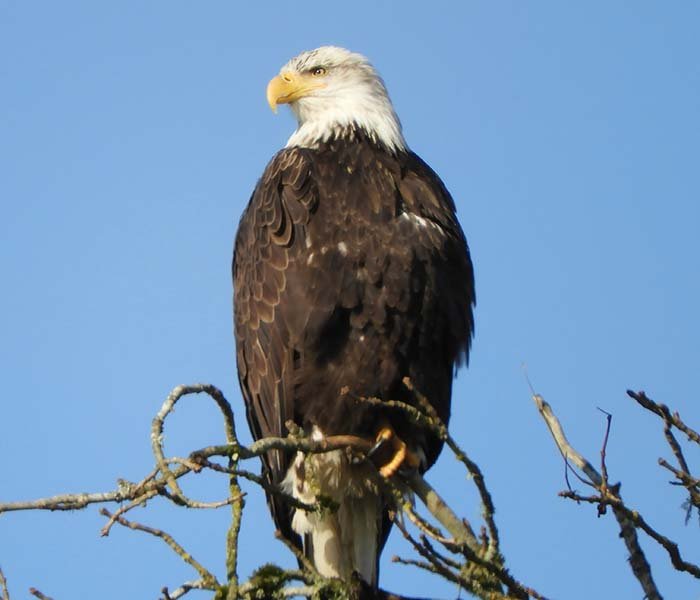 Eagle, Columbia Gorge